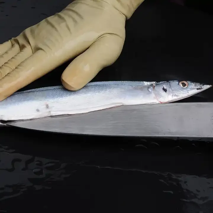 Frozen Pacific Saury Fish  Good quality  various size Cololabis saira