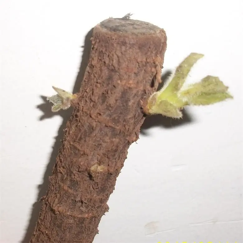 Высокое качество, корень павловнии FTE, легкое Выживание