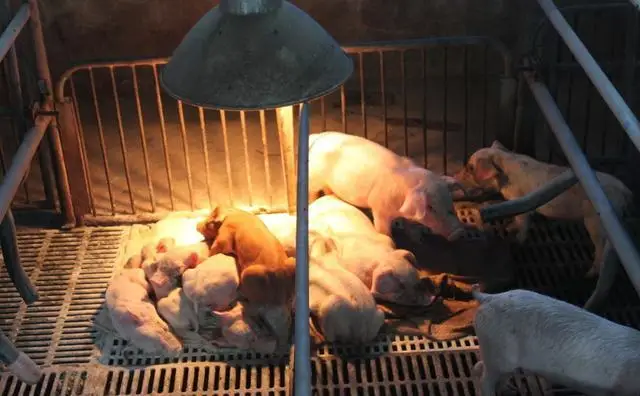 Low Prices fty Infrared Lamp R125 250W 275W E27 Animal Chicken Pig Pet Therapy Infrared Heating Bulb