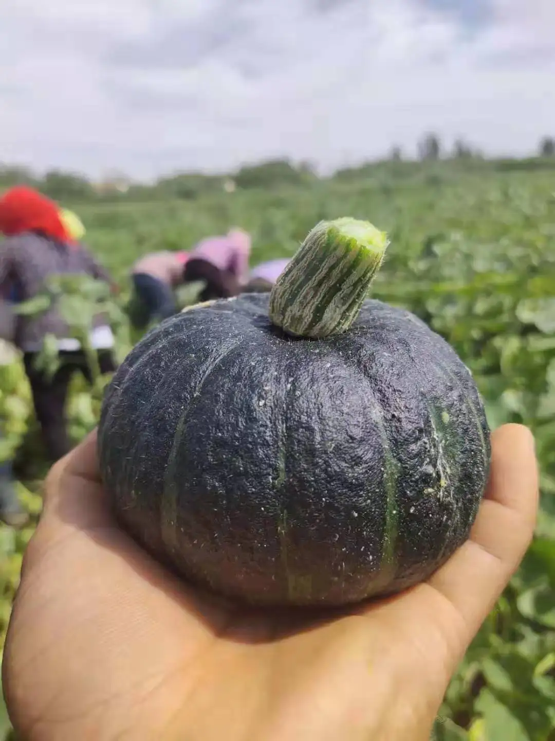 fresh pumpkin vegetables China green mini pumpkin  green organic vegetables