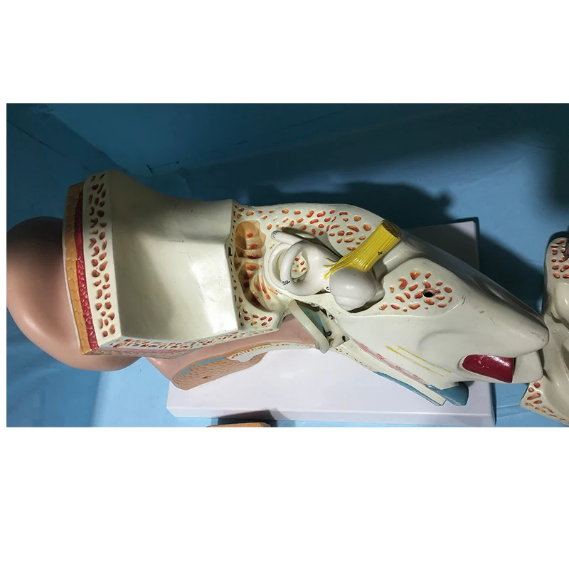 Anatomical model of human bones Enlarge the ear anatomical model by 5 times