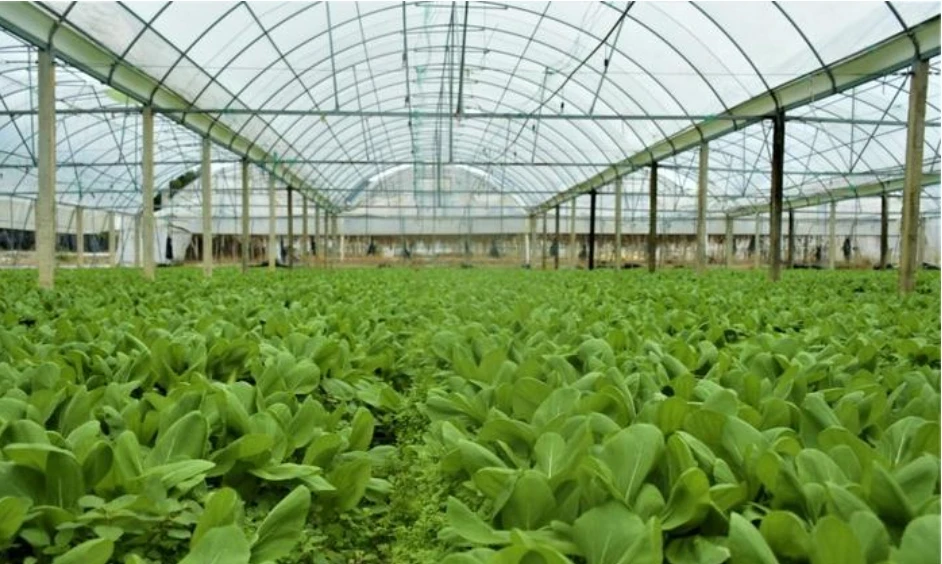 Industrial PE Plastic Film Greenhouse Polytunnel Polycarbonate Agriculture Awning Small Large Layer Greenhouse