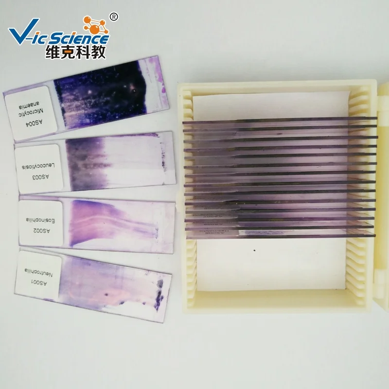 hematology slides blood prepared slide set blood hematology microscope prepared slides