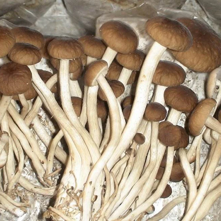 
Healthy food Agrocybe Aegerita Dried Tea Tree Mushroom 