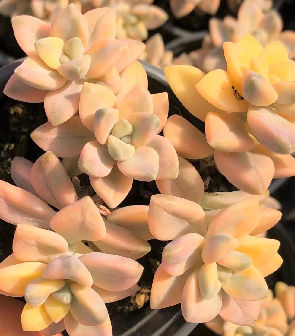 
Special ins promotion Succulent Haworthia truncata Hokusai natural live plants real succulent bonsai 