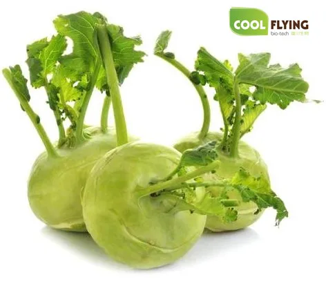 
100% natural Turnip extract powder for sale 