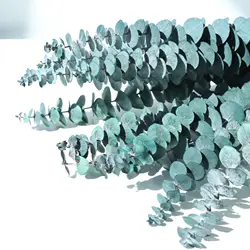 Wholesale decorative flowers Preserved  Dried flower  Everlasting Plants dried eucalyptus leaves Preserved Eucalyptus leaves