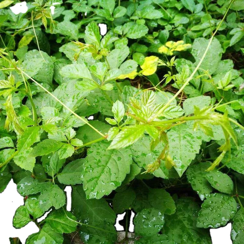 Vacuum Packed Brown Powder Gynostemma Extract Gypenosides