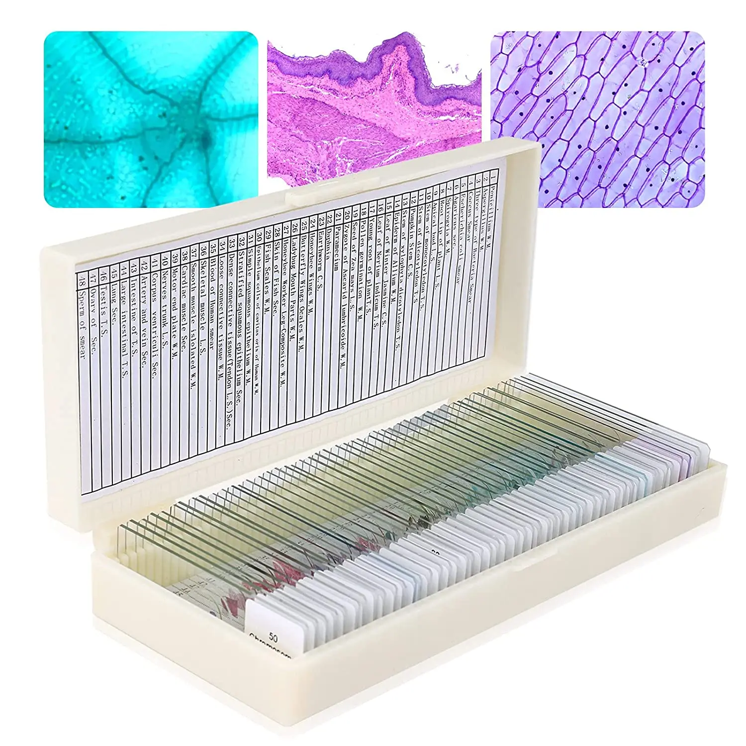 Human Histology Prepared Microscope Glass Slides with Specimen Box for Education