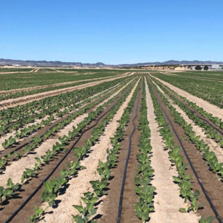 china manufacturer pressure compensate 20cm 16mm drip line onions irrigation system belt drip tape for agricultural