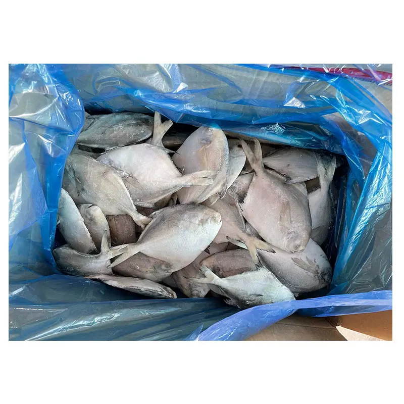 Pomfret a Grade Healthy Food Bulk Packaging Water Preserved Whole Round Fish Frozen Silver White 10 Kg FD 20 Cm TT 30% + 70% 90%