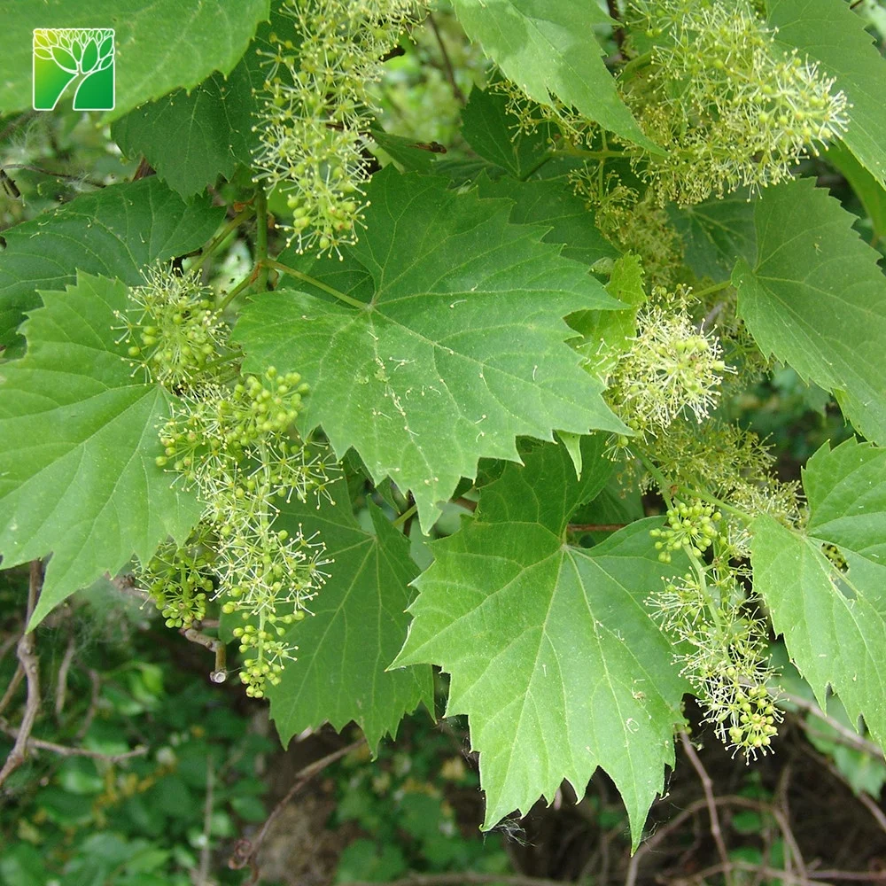 Саженцы красного винограда Vitis vinifera suffolk высотой 15-20 футов