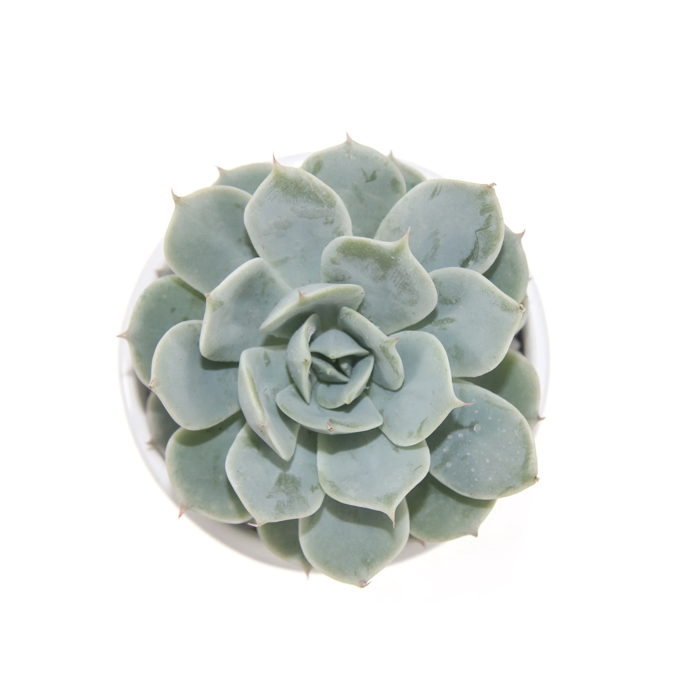 
Оптовая продажа, прекрасные Симпатичные настоящие натуральные суккуленты, Echeveria Deresina для украшения офиса 