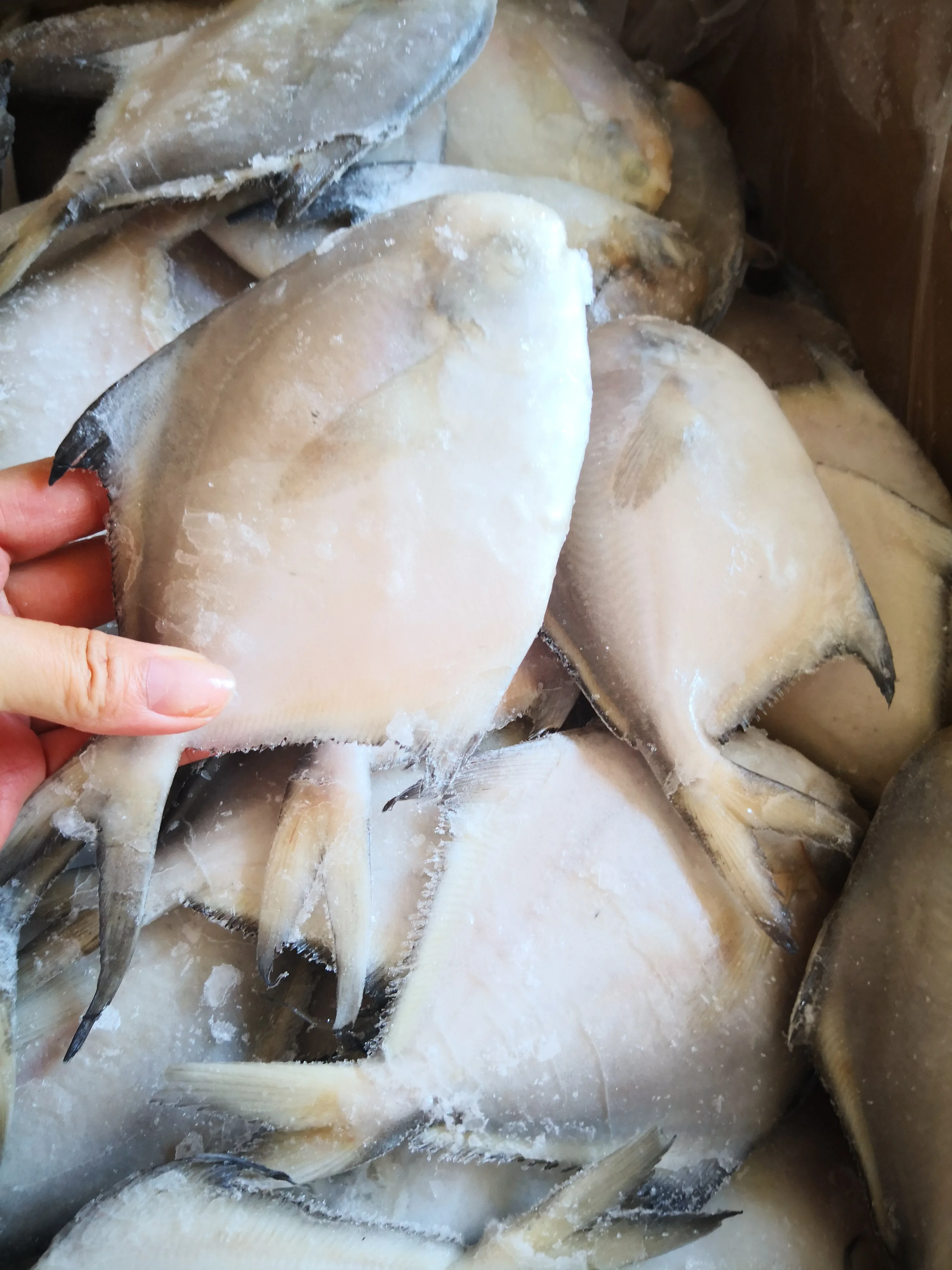 Frozen Silver White Pomfret Frozen Seafood