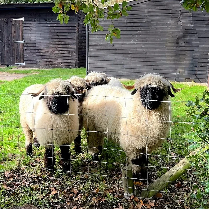 Security Field Fence for Pasture Goat Farming Grassland 4ft 5ft 6ft 8ft Heights Heat Treated Metal Frame Farm Usage