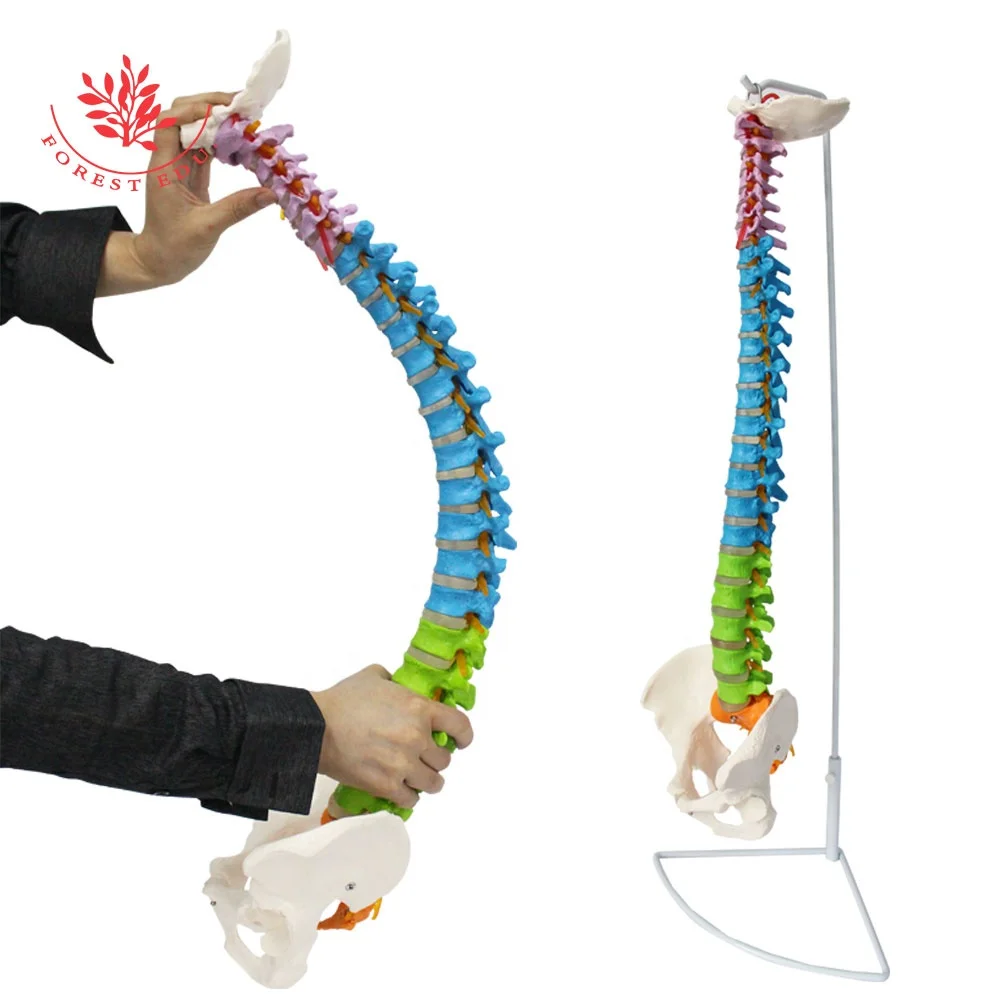 Lumbar Spine Model Life Size Cervical Spine Thoracic Lumbar Sacrum Color Coded Flexible Whole Spine Bone