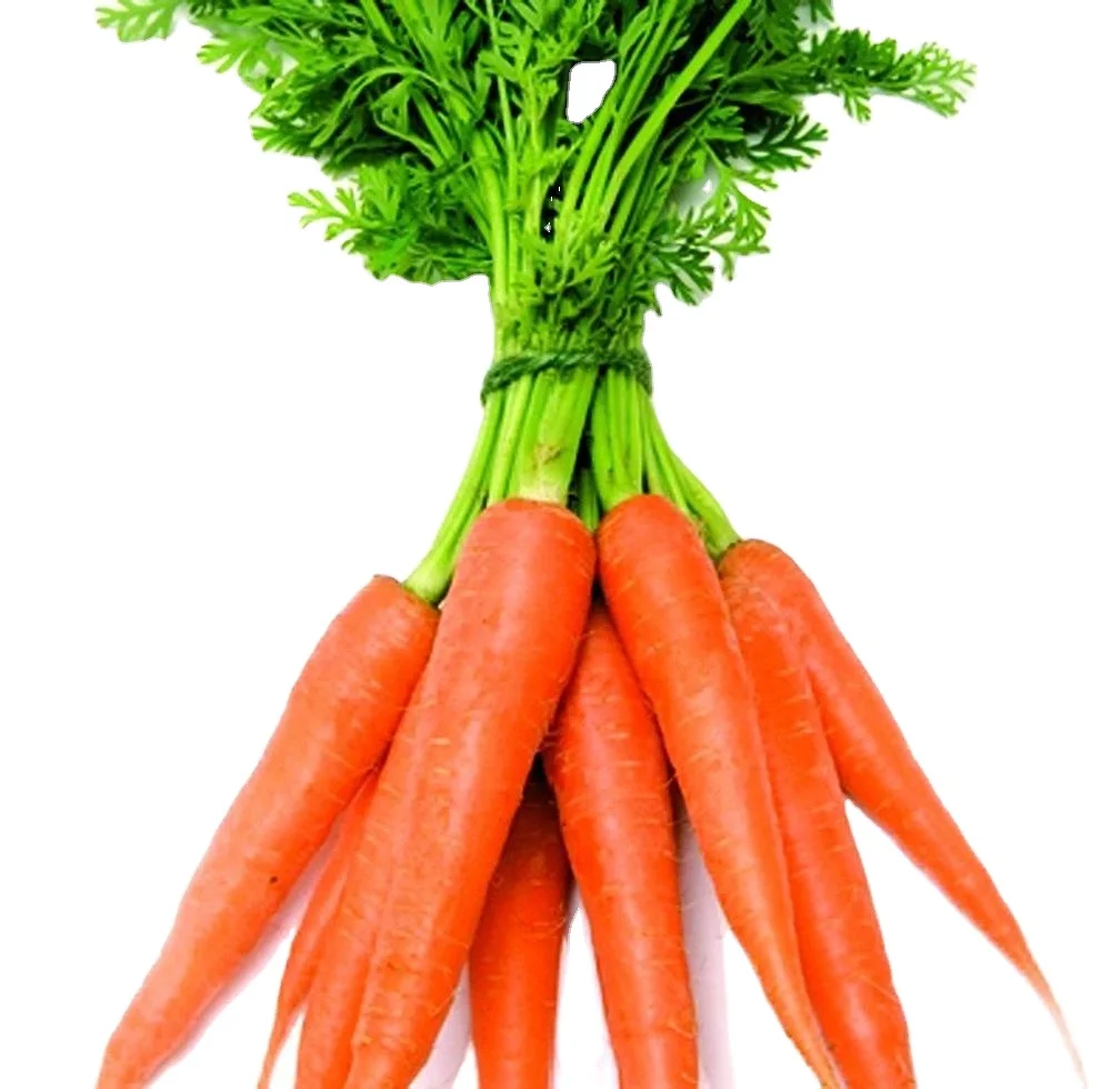 Buy Fresh Carrot Sweet Clean Carrot 2024 New Crop