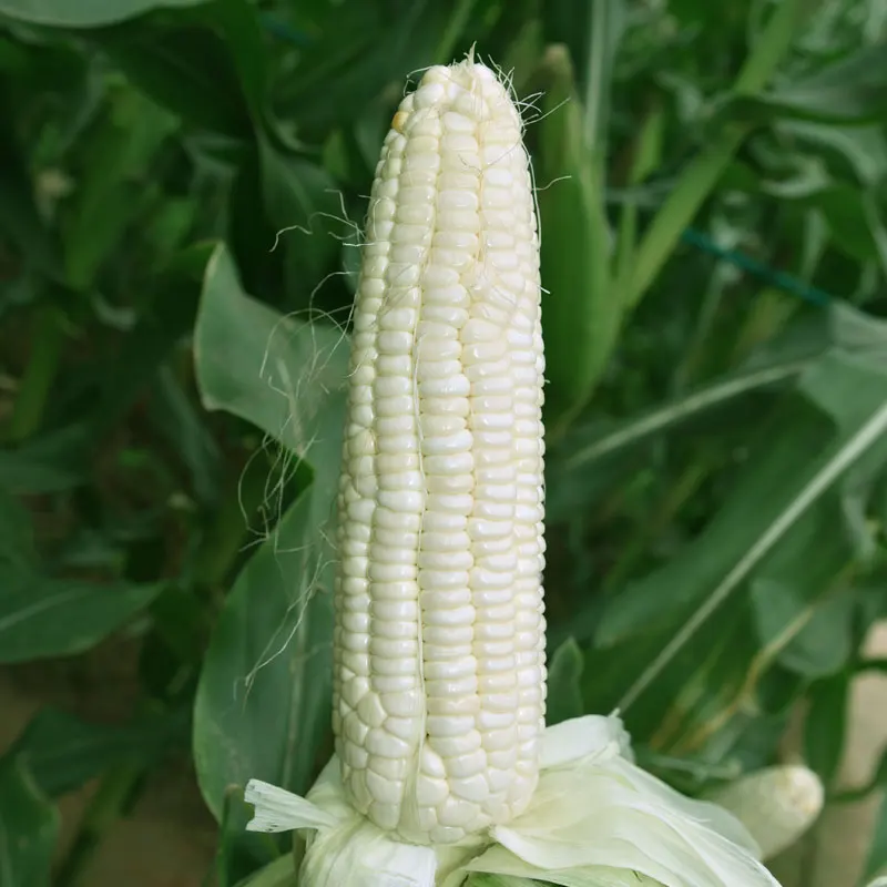
Wholesale quality hybrid white sweet corn seed for planting 