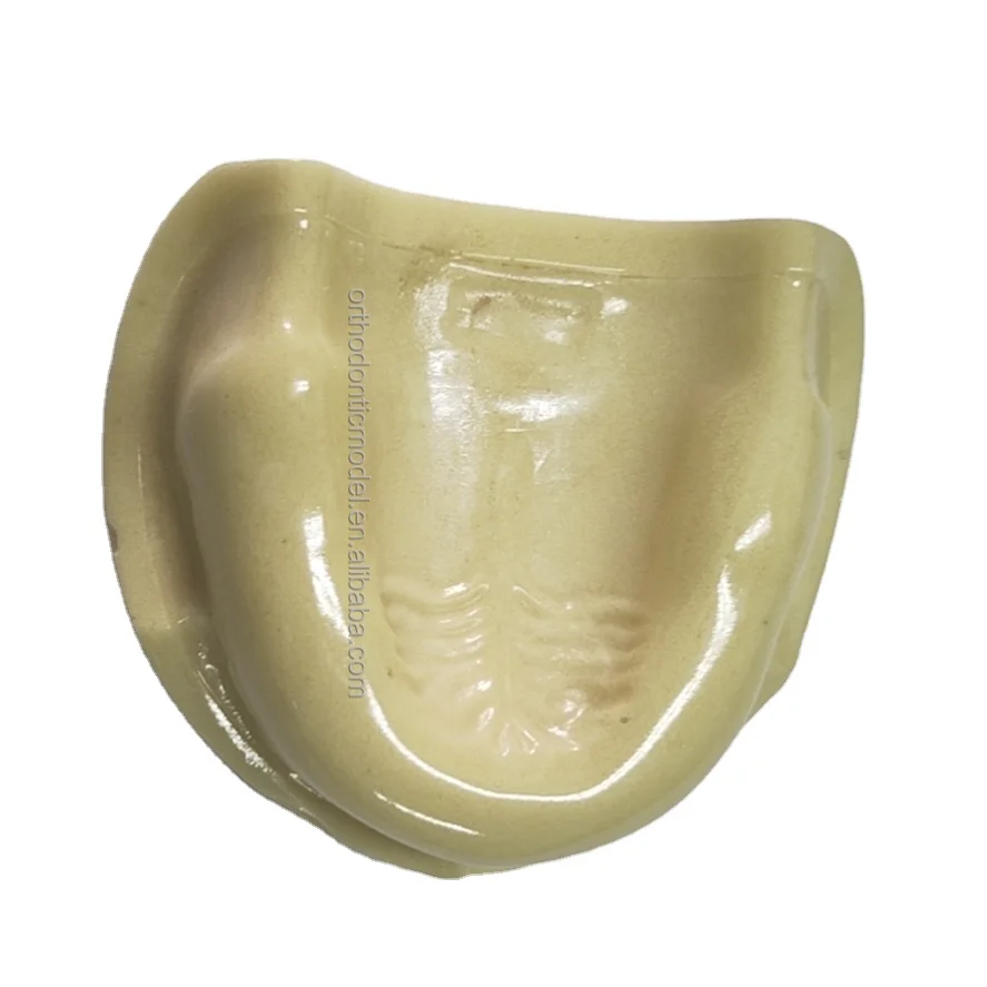 Edentulous челюстной кости синуслифтинг практика Имплантат модель для резки и наложения швов