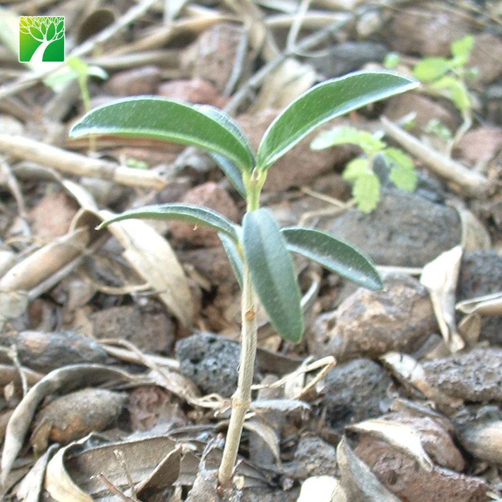 
Hot sale 5 flowering period arbor tree garden plant Olea europaea The olive tree 