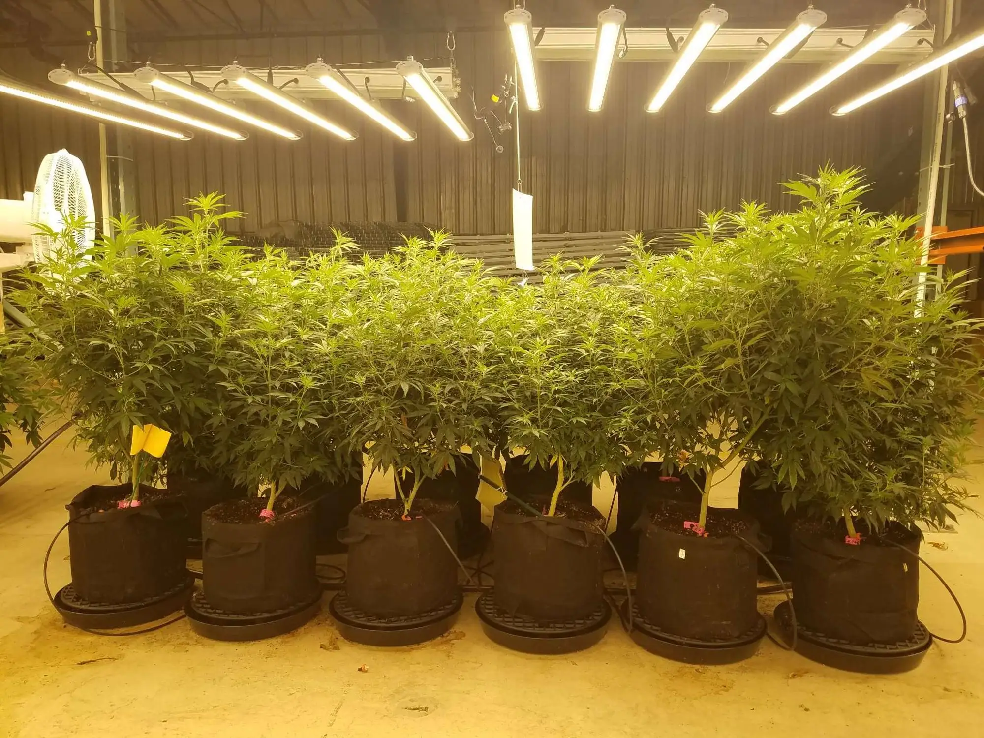 Sunritek оригинальный производитель дешевая цена Osram cob led свет бар DIY grow наборы для садоводства