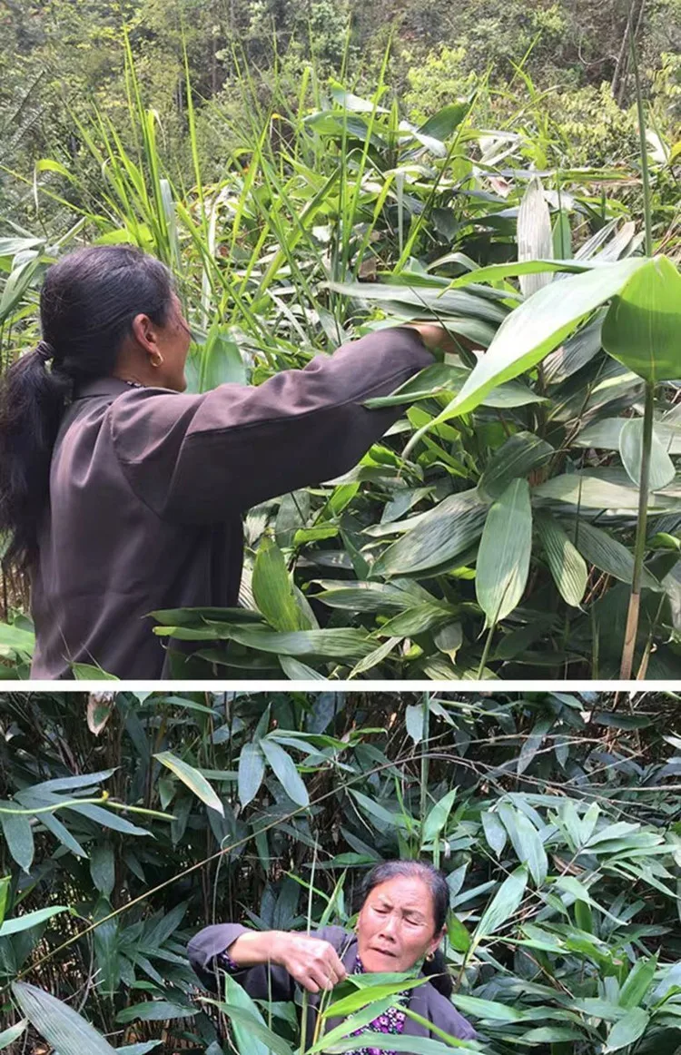 Food contact safety nature fresh zongye bamboo dry leaf
