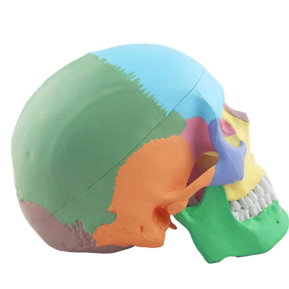 Medical Human skull model color Skull muscle anatomy With numbers can be occluded and disassembled