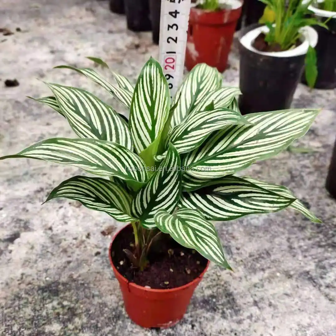 
Professional manufacture sale green leaves plants of flowers green plants plates ficus ginseng indoor plant calathea ,agonoma 