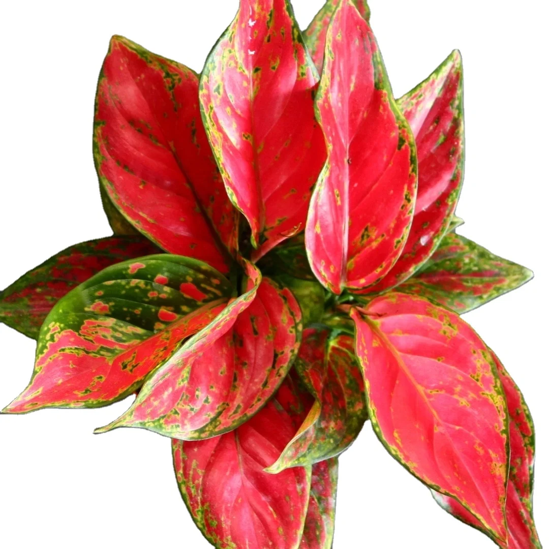 Wholesale artificial plants Aglaonema Red dragon chinese dragon element indoor caladium