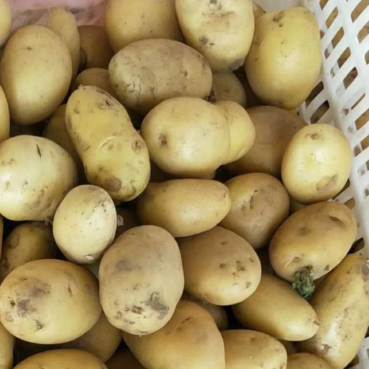  Свежий картофель patato большого размера Пакистан Греция цена за