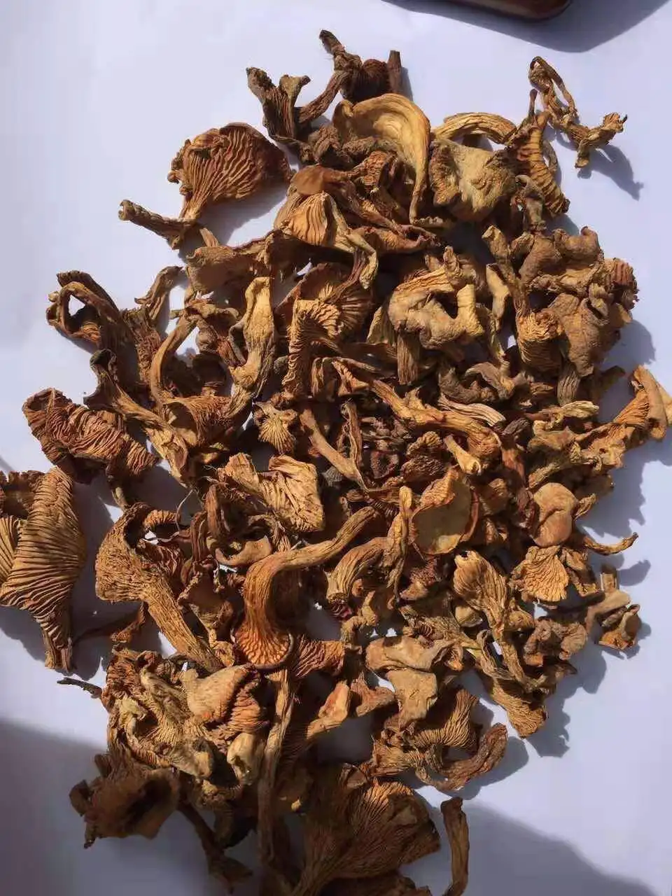 Dried wild chanterelle mushrooms Cantharellus Cibarius