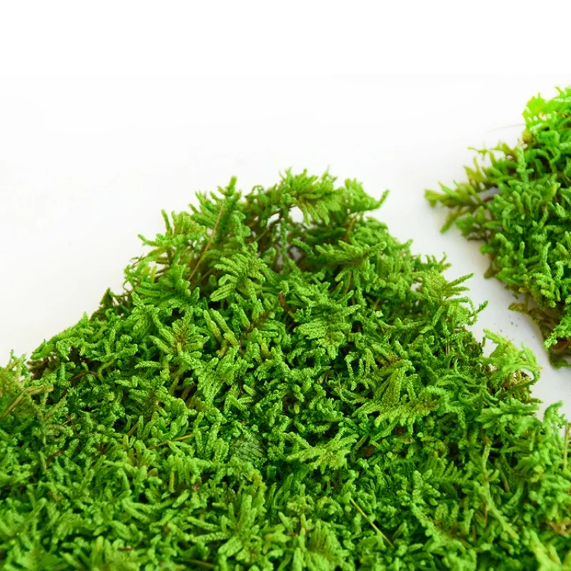 High Quality Real Natural Soft Everlasting Preserved Moss round  wall hanging framed artificial moss balls for decoration