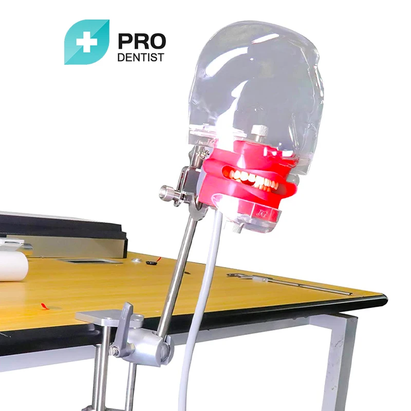 Dental Simulator Manikin Phantom Head Plastic Educational Dental Teeth Model with Bench Mount for Education Fix on
