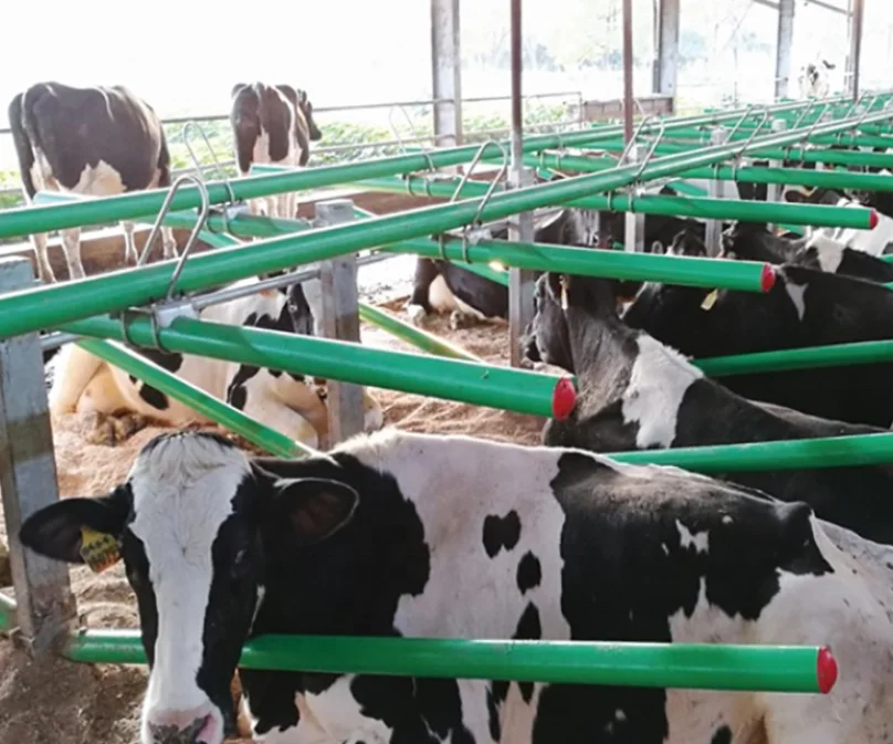 New Design Dairy Cattle Free Stall Stable Cow Stable Cage Calf Cow Stall From China Manufacture
