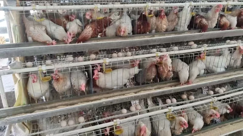 4 Tiers Chicken Egg Layer Battery Cage For Tanzania Poultry Farm