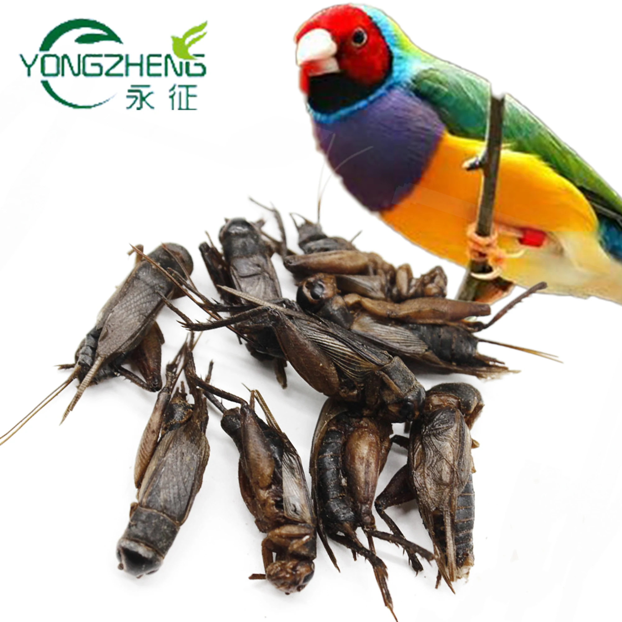
Eco-friendly Birds Food Supplies Dried Crickets Insect for Birds Feed 