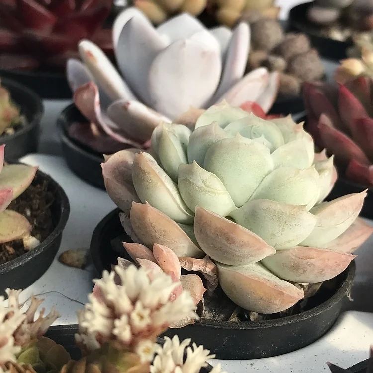 
wholesale 48 kinds of plants, 54 pcs live natural succulent Plant combination 