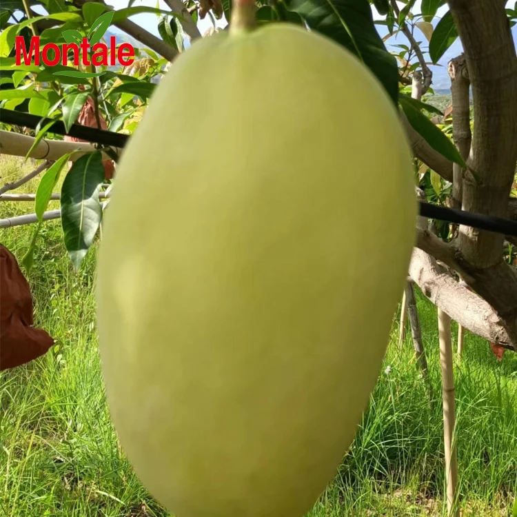 Китайский поставщик свежих фруктов, свежие желтые фрукты манго высокого качества