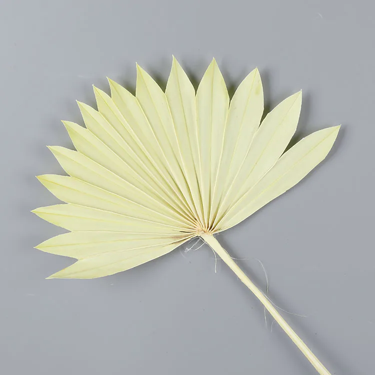 Boho wedding decor natural flower plant preserved large tropical dry palm spears fan leaf bleach white small dried palm leaves