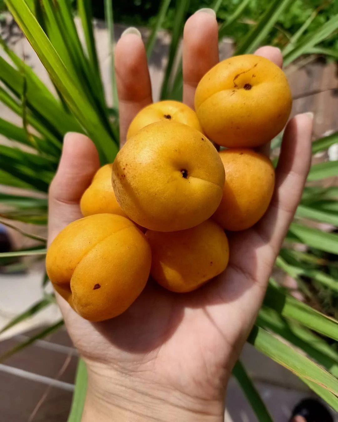 
Wholesale Fresh Apricots For Sale 