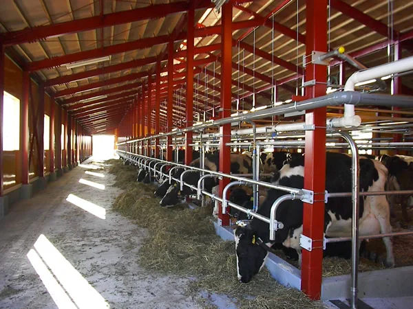 Cow Shed Farm Sheds Prefabricated Steel Structure Building Design Cow Farm Shed