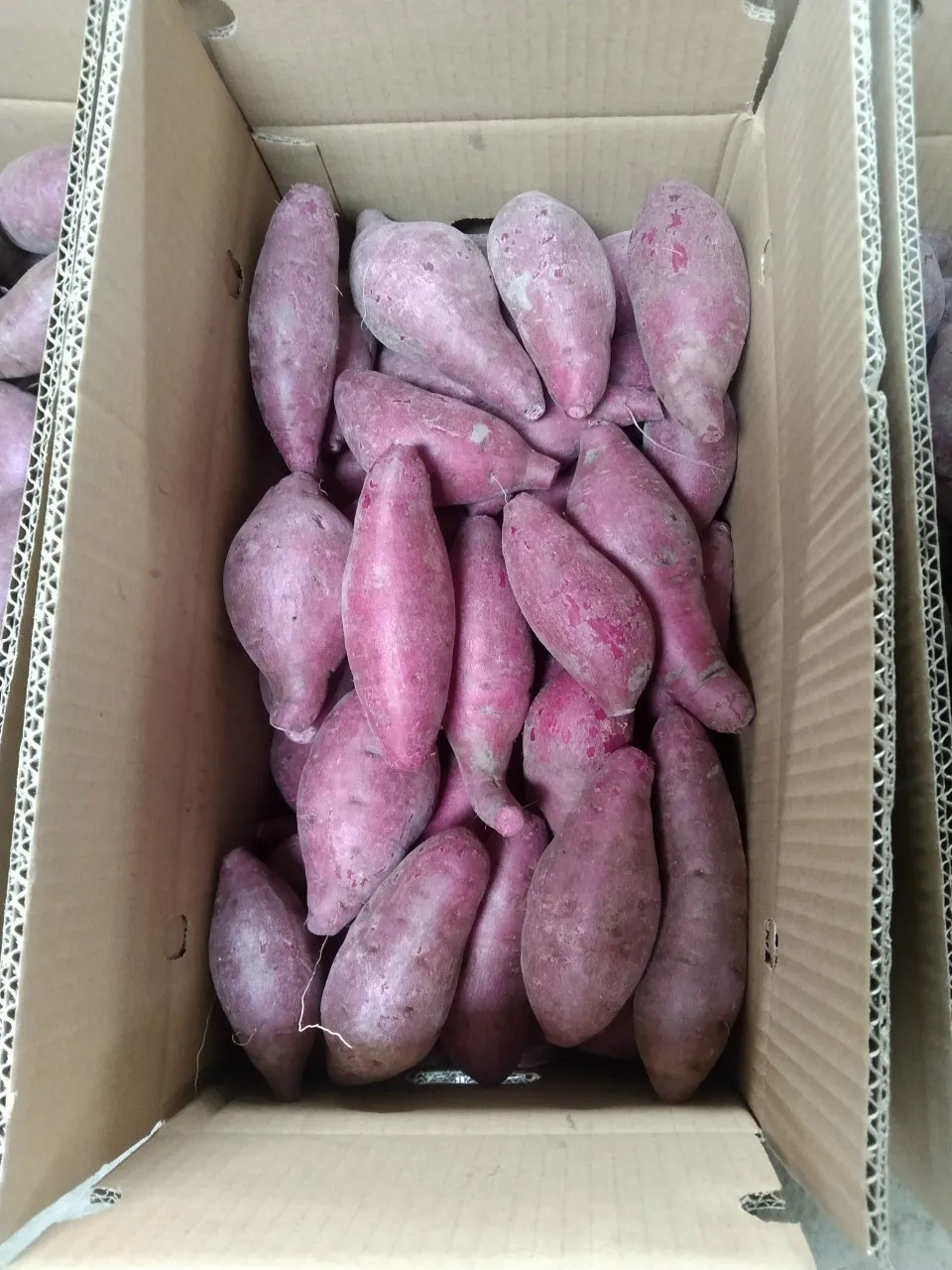 100% свежая красная кожа желтая плоть сладкий картофель конкурентоспособная