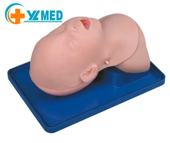 Продвинутая 24-недельная модель недоношенного ребенка