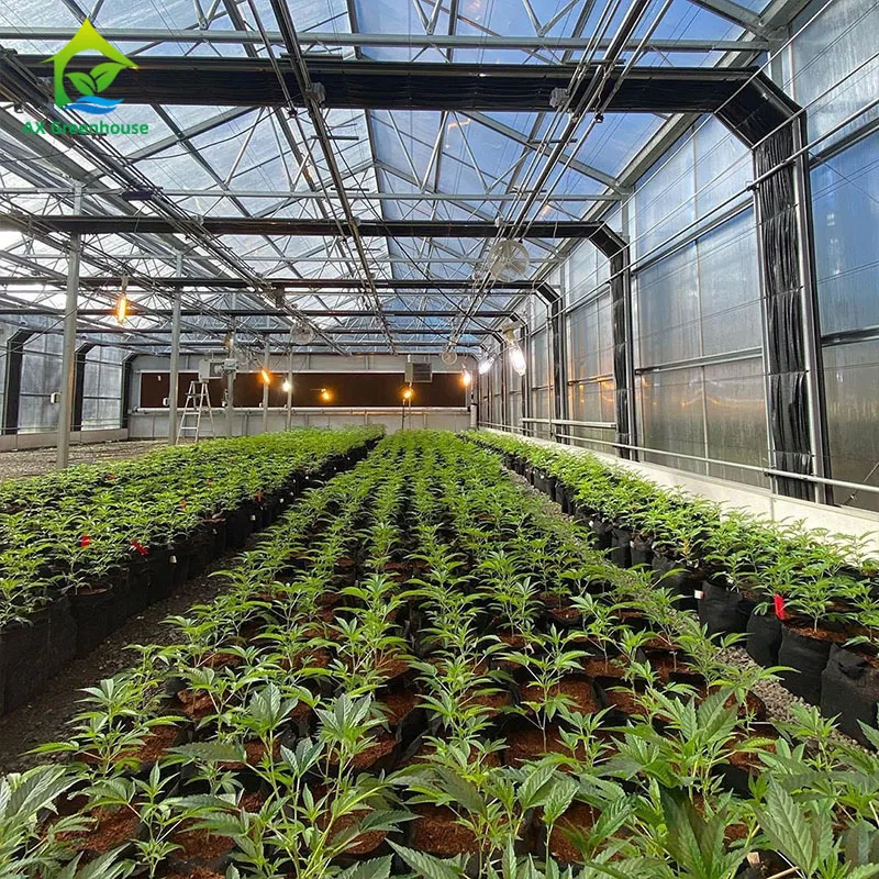 Agricultural Tunnel Fully Automated Light Deprivation Greenhouse