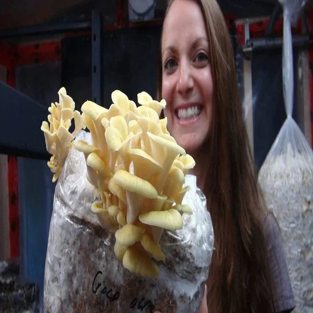 All in one mushroom grow bag mushroom grow bags spawn price