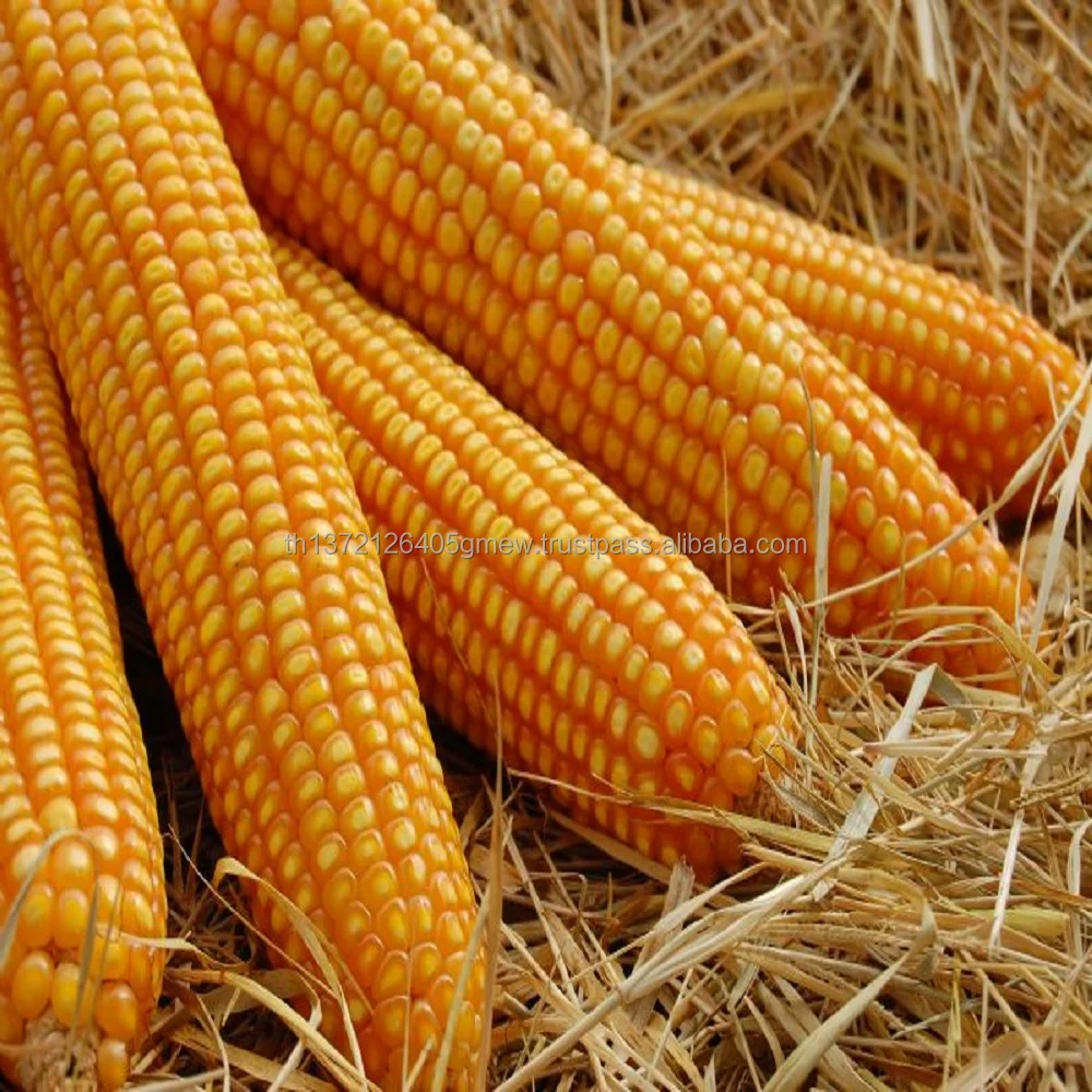 
yellow corn yellow Maize Product in Thailand 