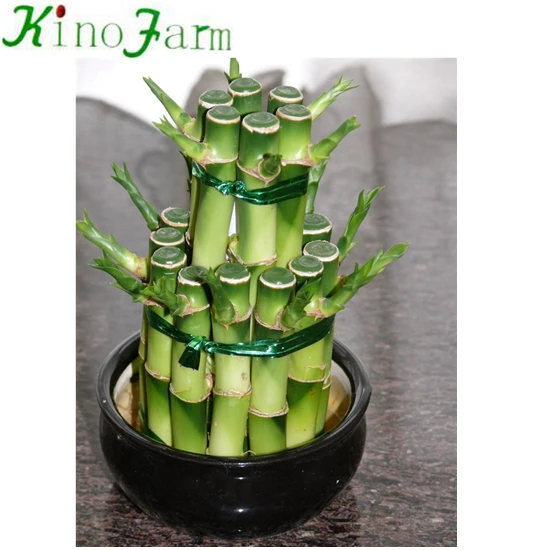 Tower Lucky Bamboo