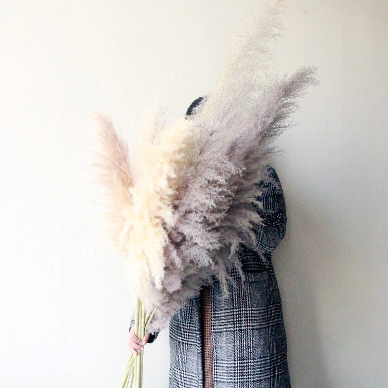 
Decorative Dried Flower 1.5m Large Dried Wedding Home Fluffy Prundo Phragmites Reeds Dried Pampas Grass 