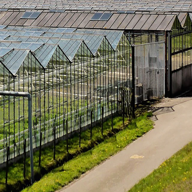 Economic Tunnel Plastic Greenhouse for Vegetable
