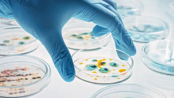 Sterilized Nutrient Petri Dish Without Agar for Growing Bacteria